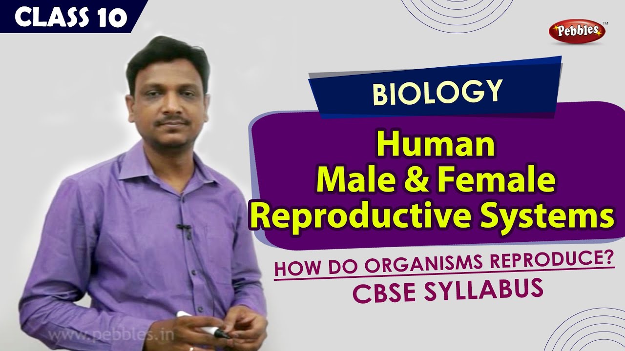 Human male and female reproductive systems|How do organisms reproduce?|10th CBSE Syllabus