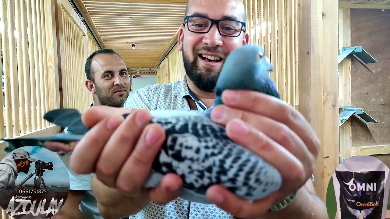 فرجة ممتعة عند لوفت omni pigeon 23/10/2021