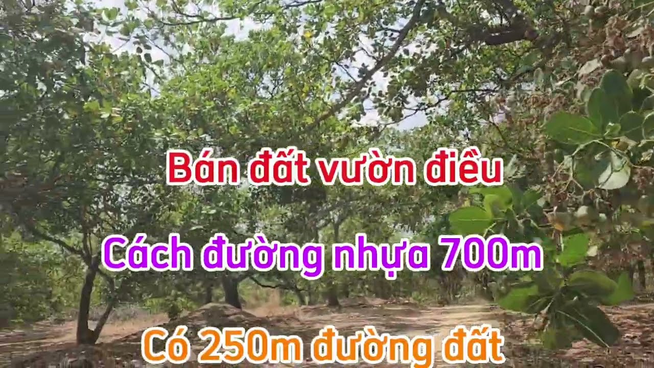Bán đất vườn điều dt 3ha4 có 250m đường đất giá 4ty xã phú trung phú riêng bình phước cũ  0988564617