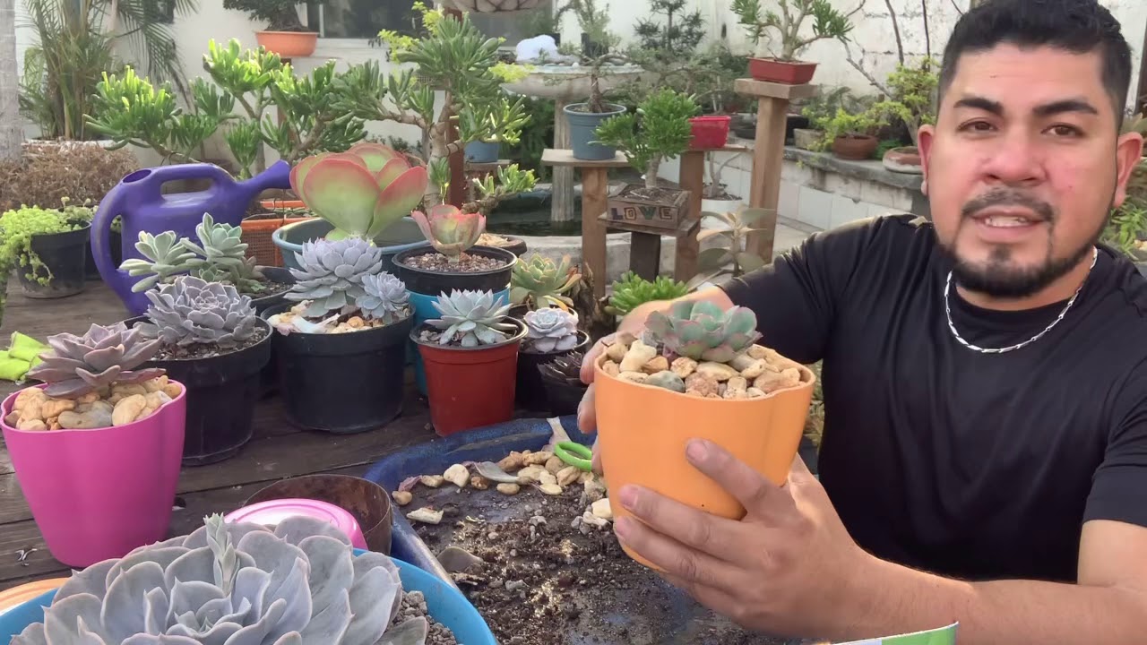 Trasplante de suculentas