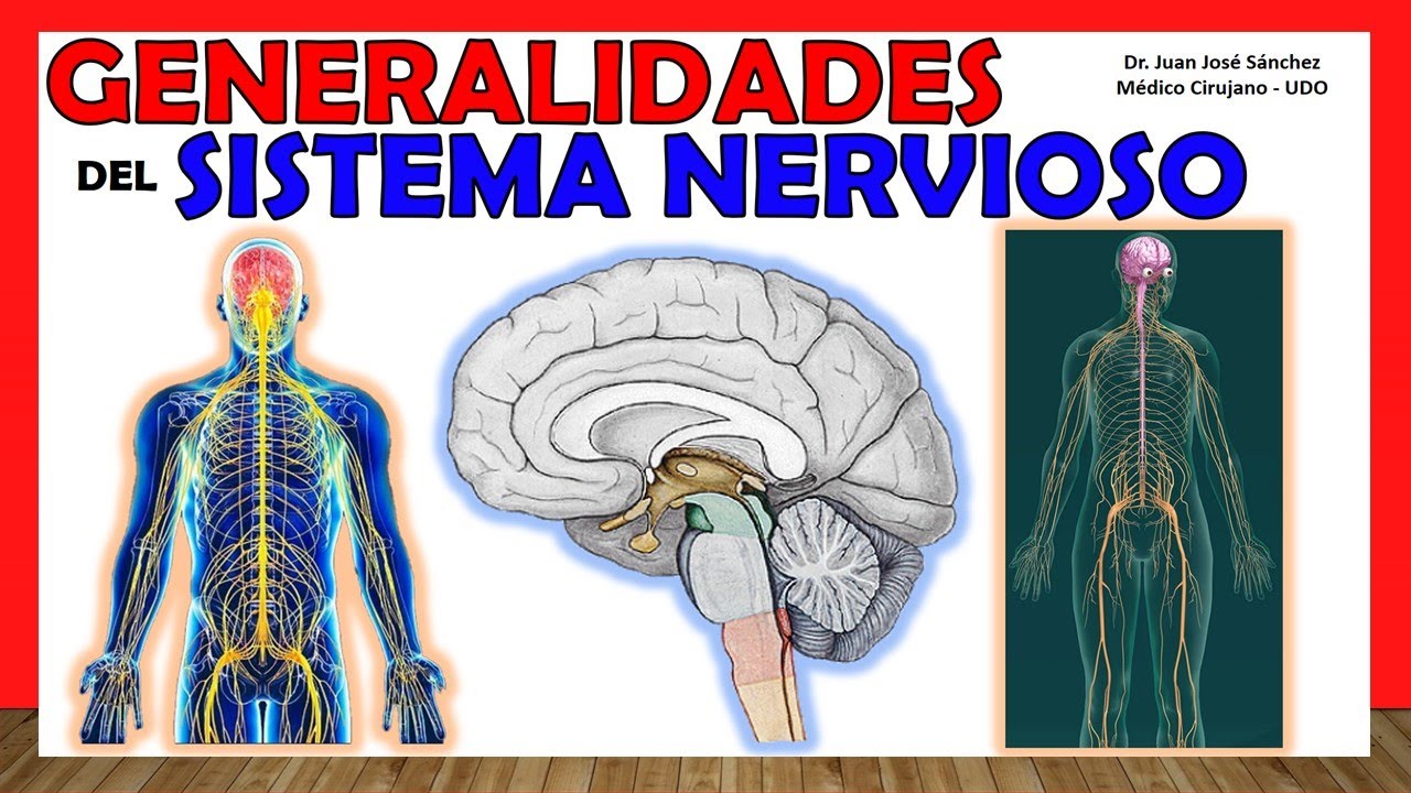 🥇 SISTEMA NERVIOSO en 14 minutos!!!. Generalidades - &iexcl;Explicaci&oacute;n Sencilla!