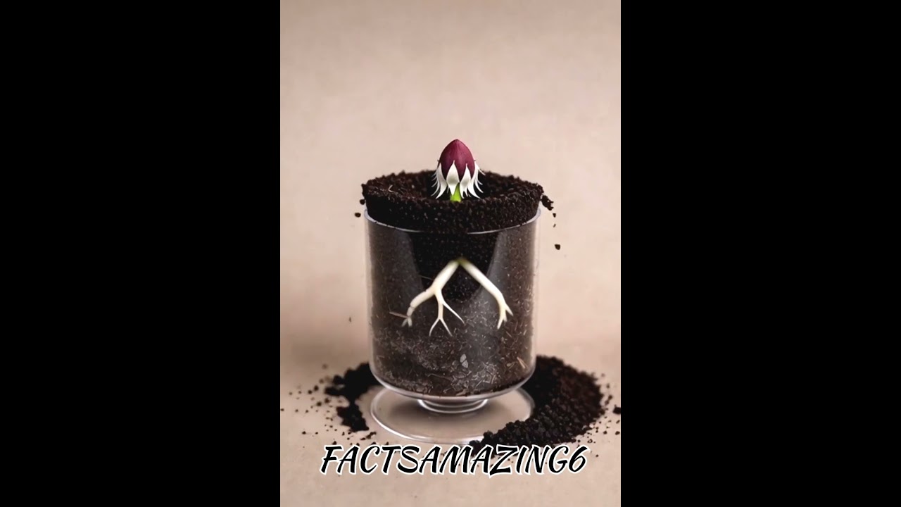 From Seed to Red Rose in 30s 😲🌹✨