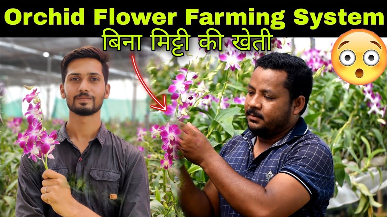 बिना मिट्टी की खेती कैसे व कहां करें । Orchid Flower Farming Without Soil । Soilless Farming System।