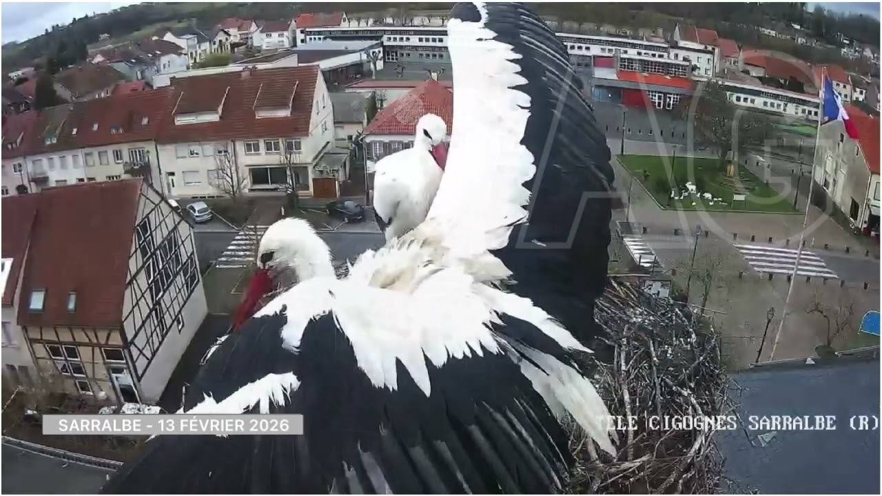 13 février 2026 - Les cigognes de Sarralbe 🇫🇷.