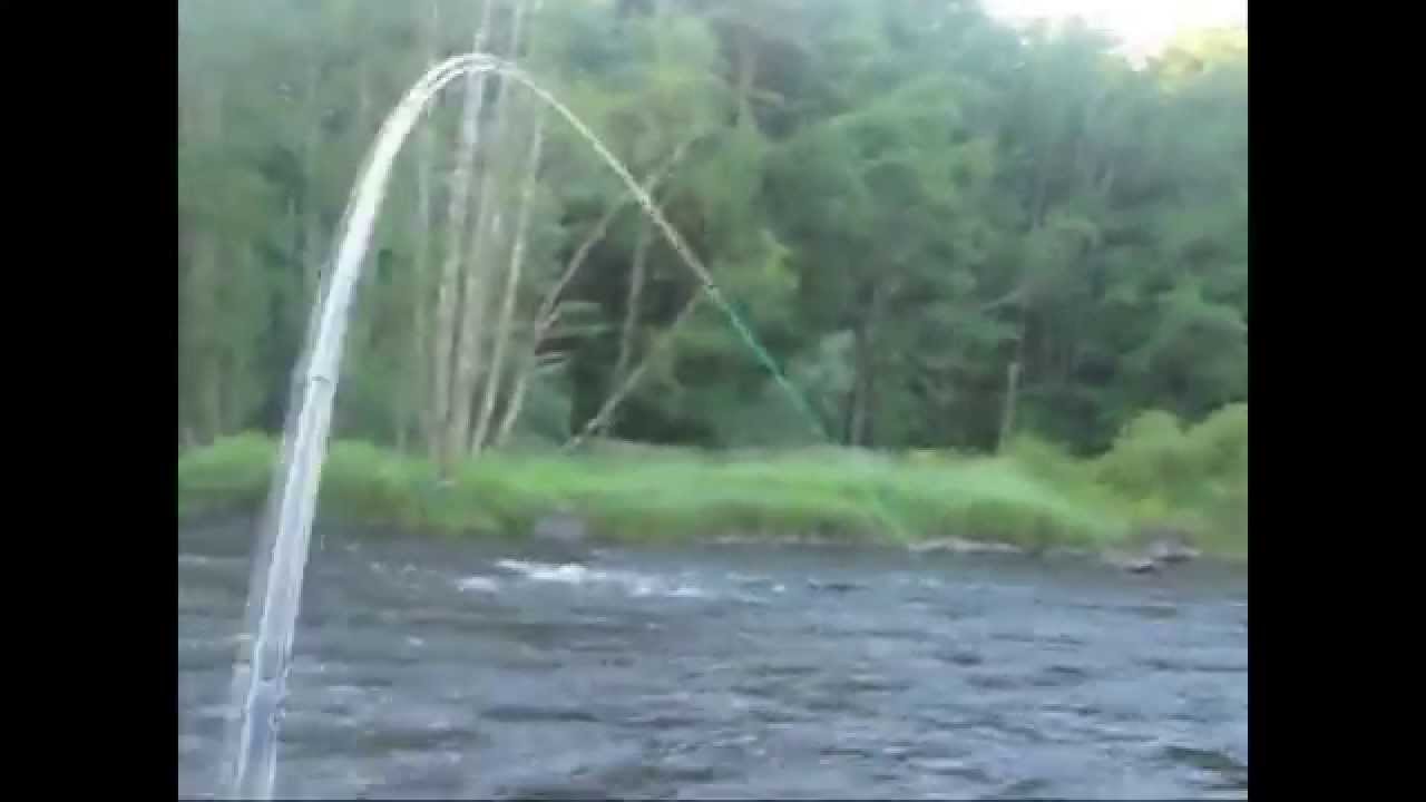 Flugfiske i Mörrumsån 2012 Juni Havsöring 7kg / Seatrout in Mörrumsån 2012