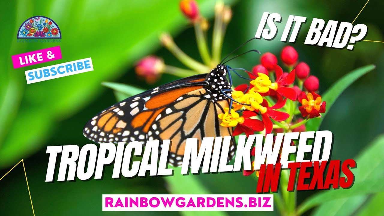 Tropical Milkweed in Texas