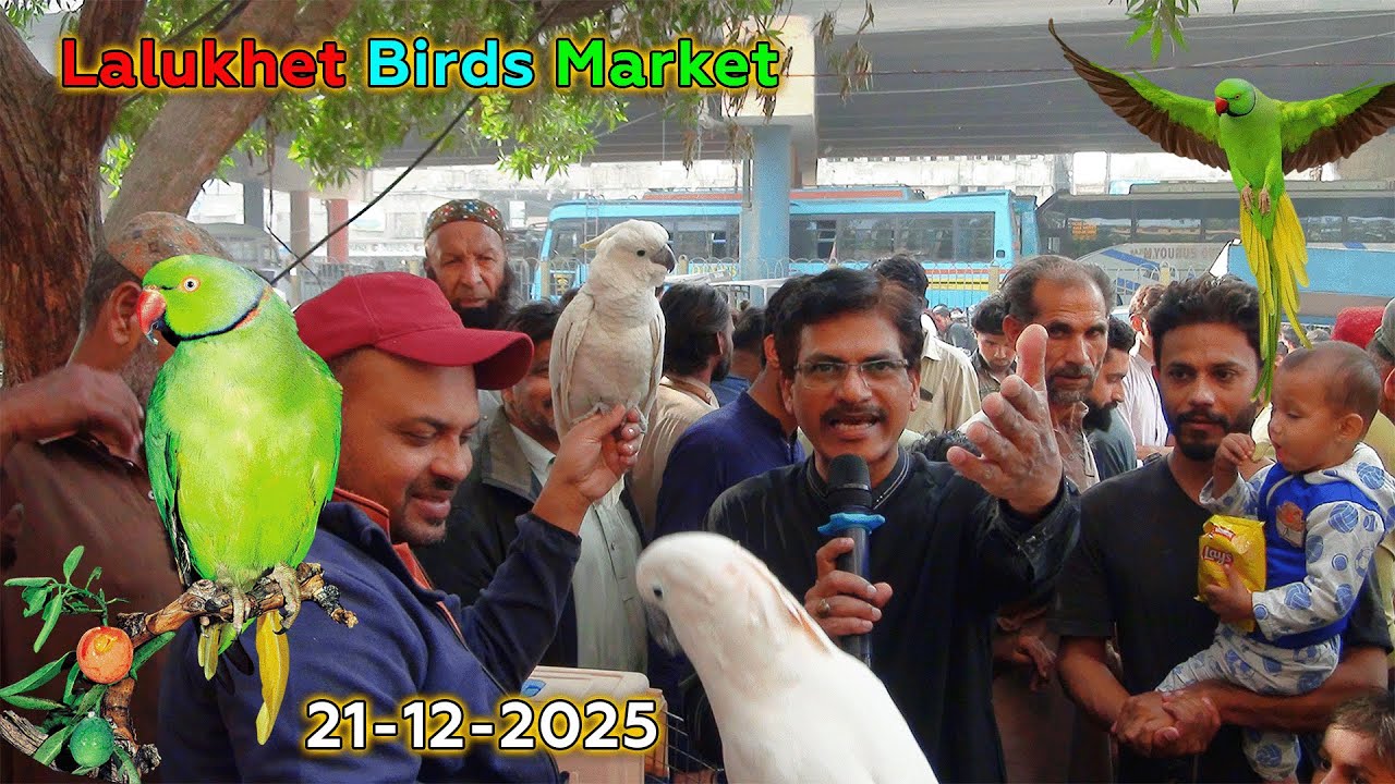 Lalukhet Exotic Parrots and Rare Birds Market Karachi 21-12-2025 Latest Update in Urdu | سوق الطيور