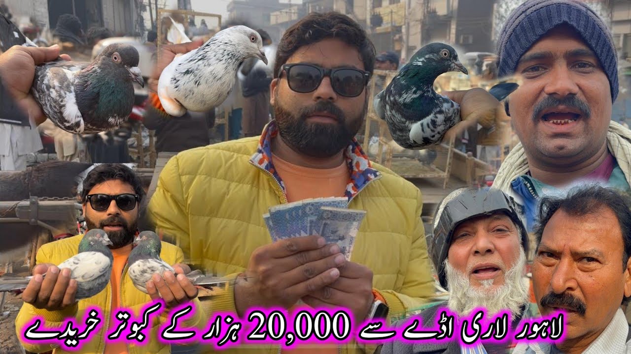 Aj Lahore Lari Ada Se 20,000 Hazar Ka Kabootar Kharida 🤗