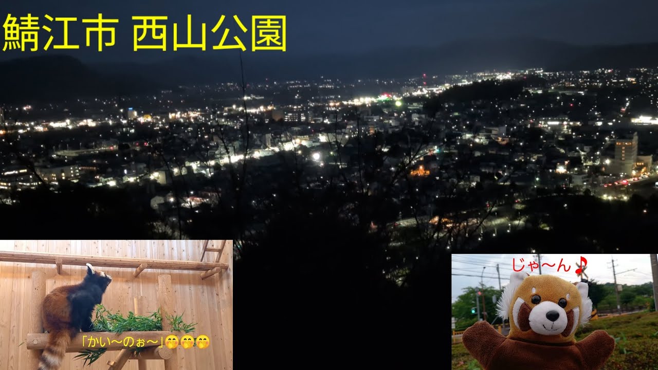 2月27日·鯖江市 西山公園[夜景 レッサーパンダ]
