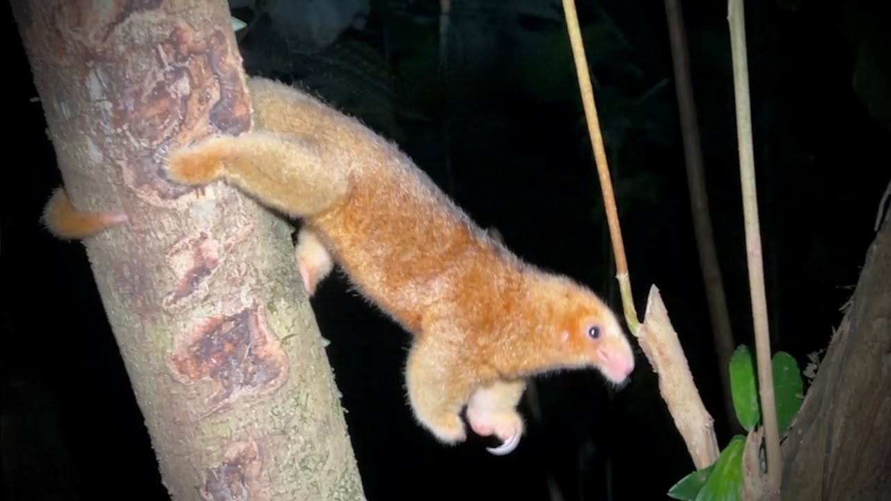 Rare Silky Anteater Sighting: A Costa Rica Wildlife Adventure