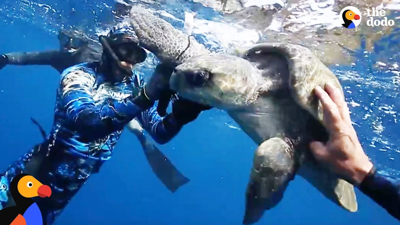 Sea Turtle Wrapped In Trash Freed by Divers | The Dodo - WORLD TURTLE DAY