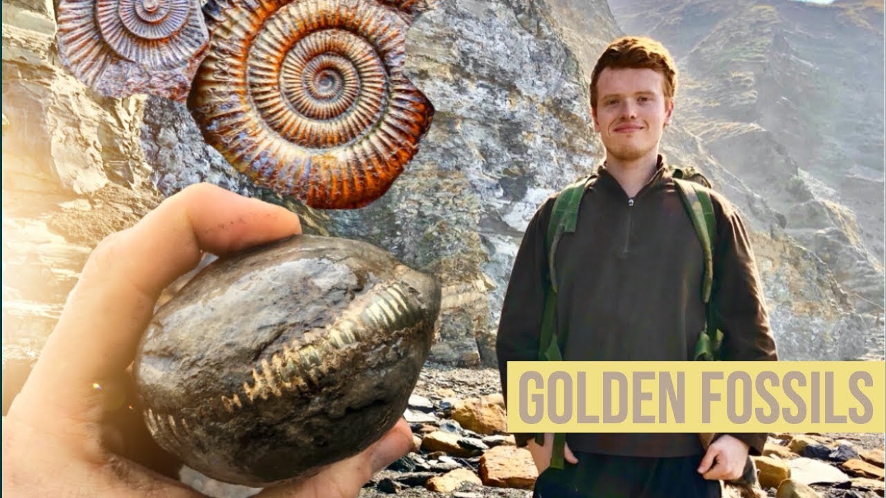 Golden Fossils! Gorgeous Ammonite