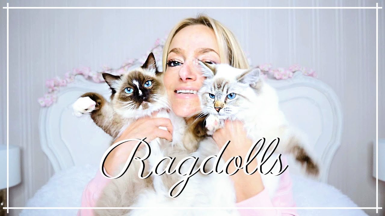 МОИ КОТЯТА ПОРОДЫ РЭГДОЛЛ 🐱