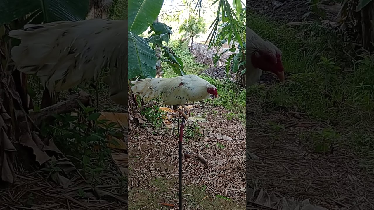 kanawayon sweater hatch kelso 1X winner #games #rooster #roosterfarm #gamefowl #shorts #viral #video