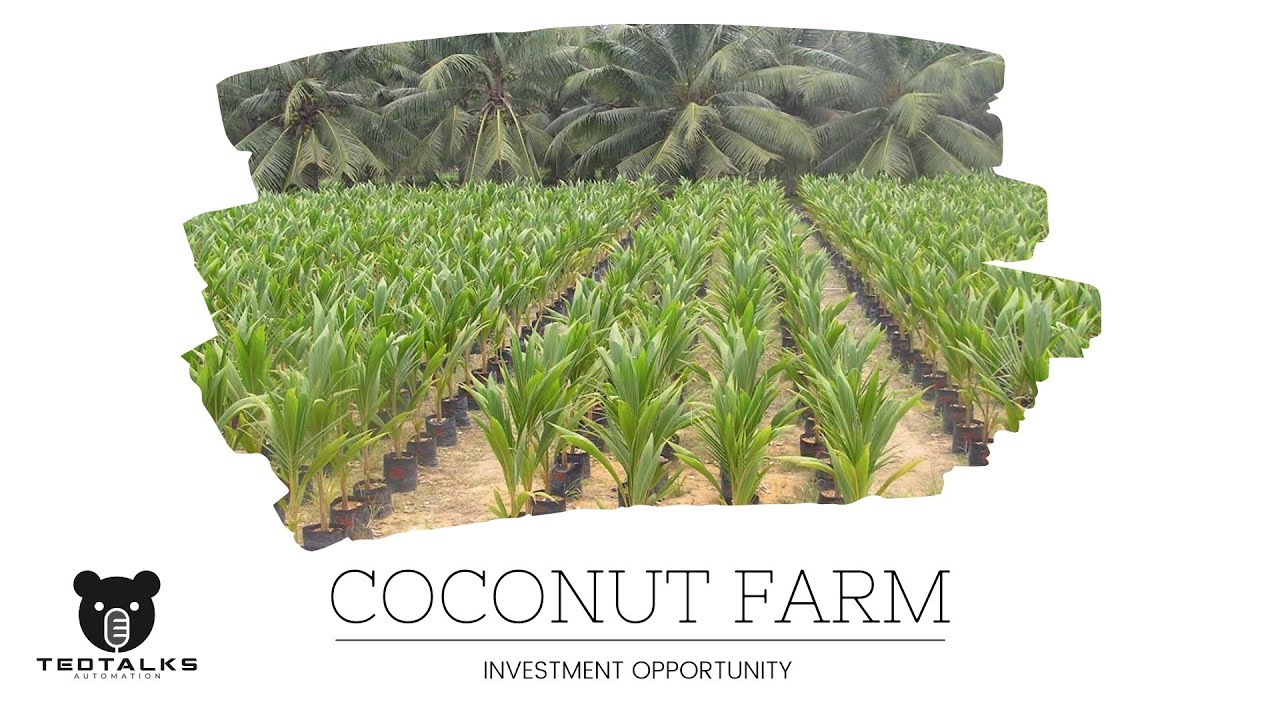 Coconut Farm Investment Webinar July 2024, 30 Yrs Of Passive Income