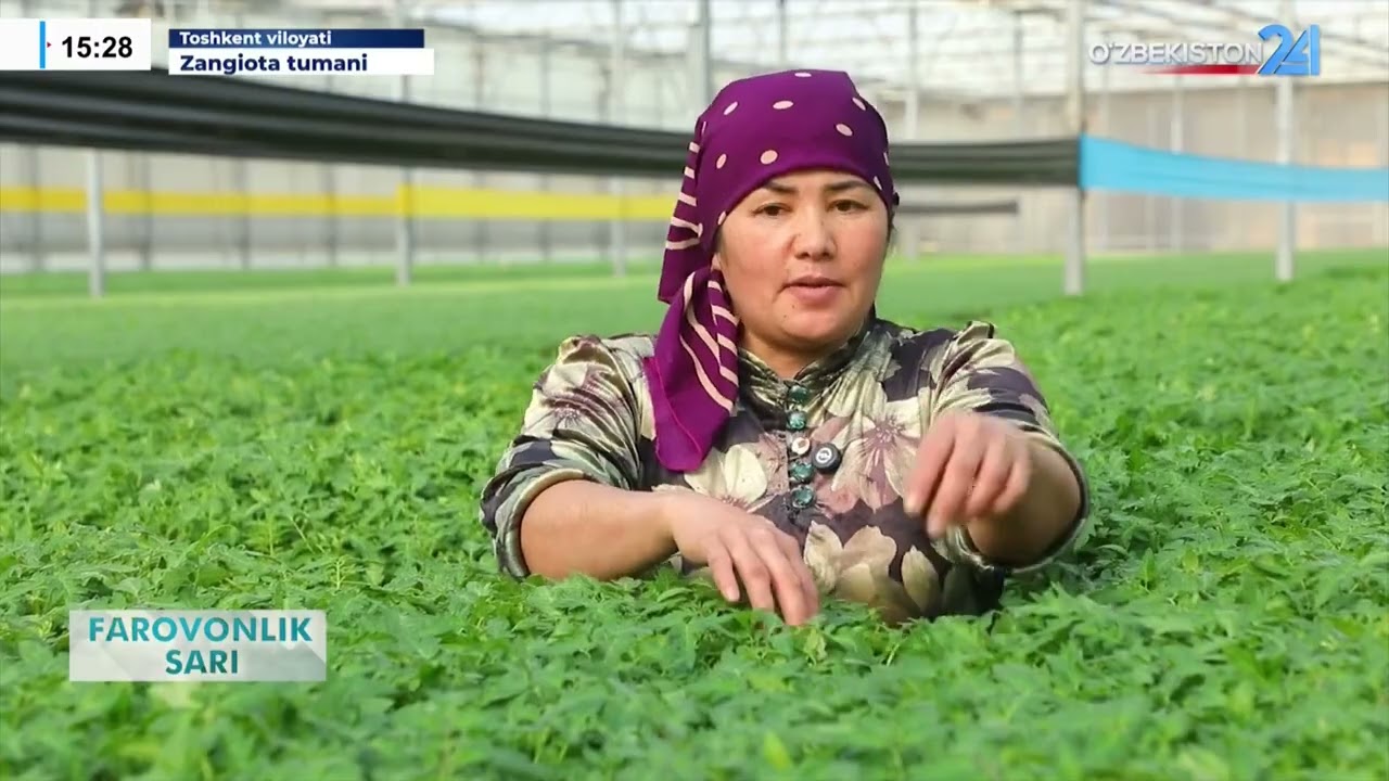 Toshkent viloyati Zangiota tumani I Farovonlik sari (31.01.2026)