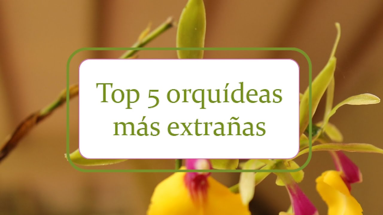 Top 5 | Orquídeas más extrañas