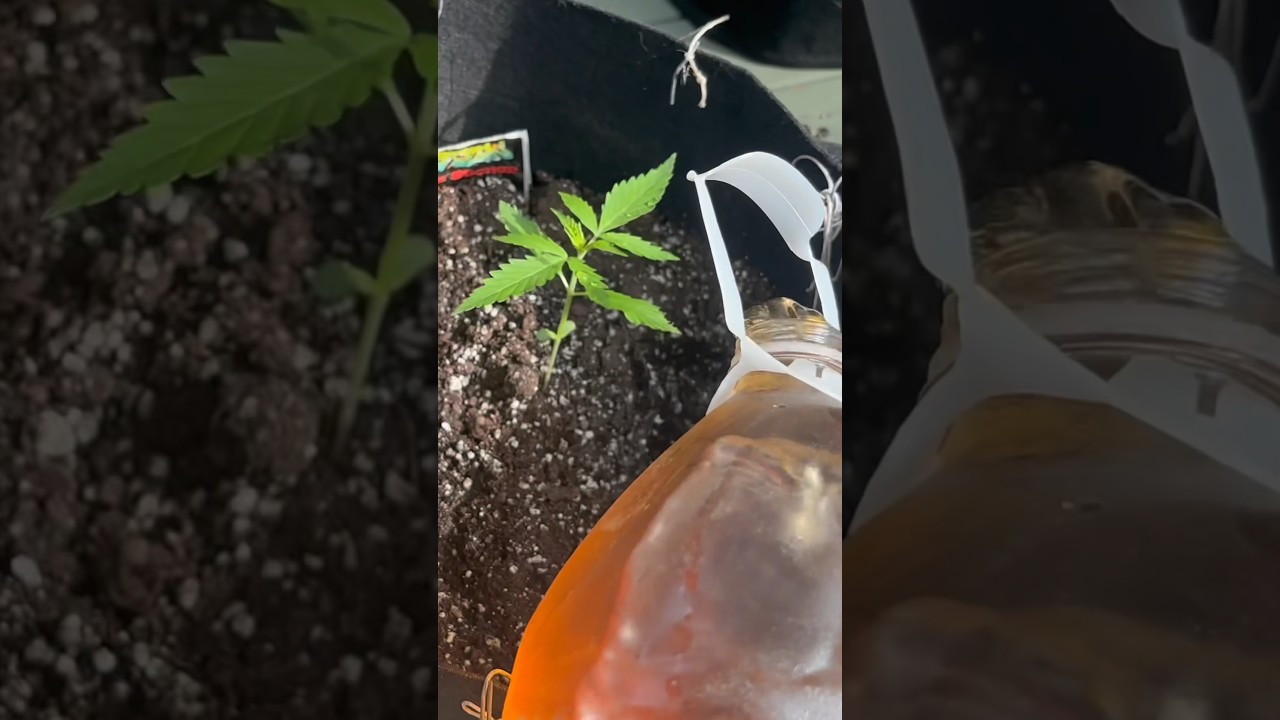 Autoflower Outdoor Grow 2024 Seed to Day 14 #shorts #homegrown #cannabis