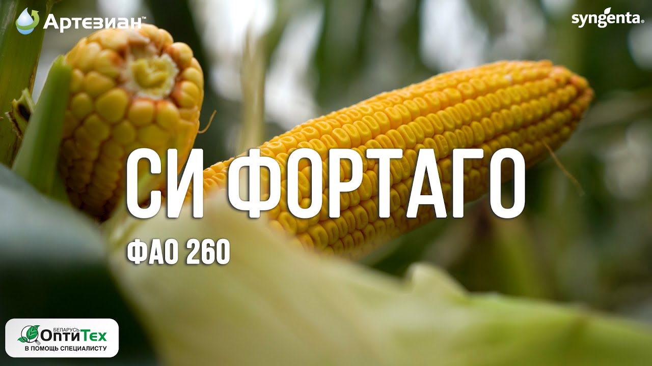 Гибрид кукурузы СИ Фортаго ФАО 260. Селекция Артезиан™.