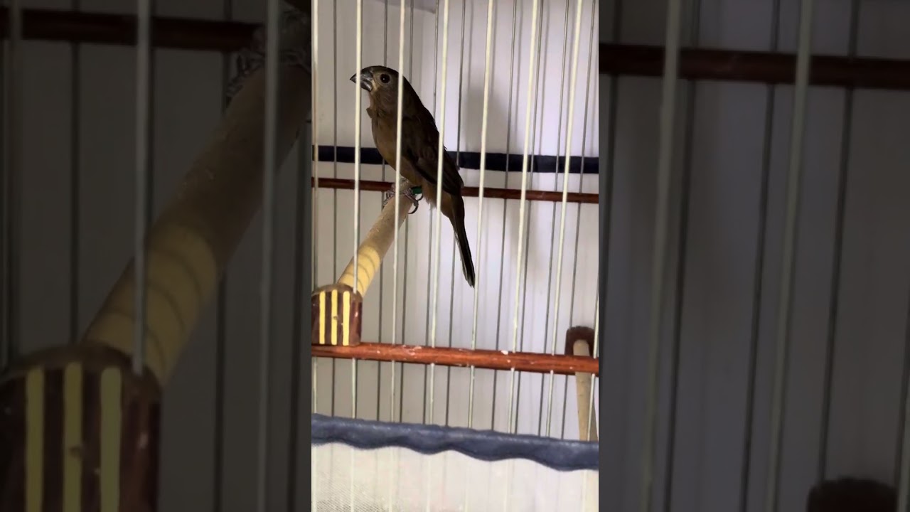 CRIATÓRIO COMERCIAL PÁSSAROS COM NOTA FISCAL GENÉTICAS DE REPETIÇÃO CANTO PRAIA CLÁSSICO