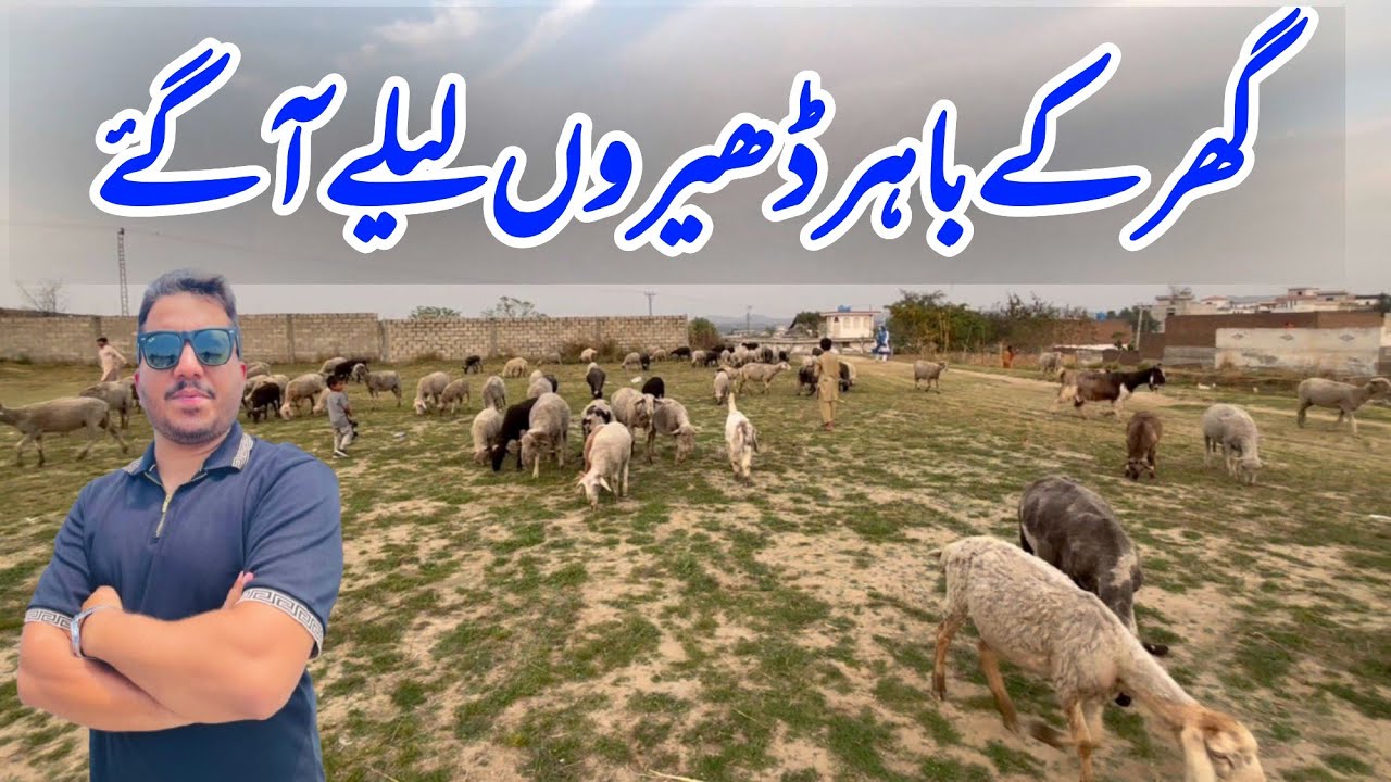A lot of sheeps came outside the house | POTHWAR TV 
