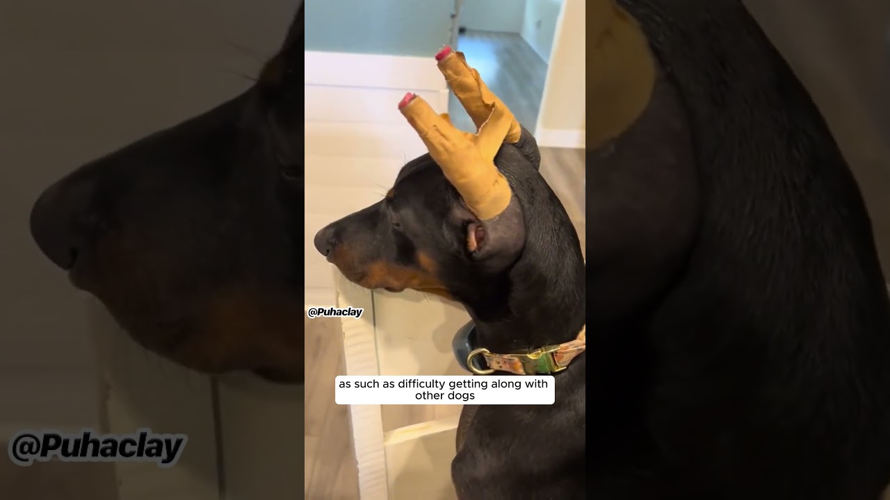 The Doberman Dilemma: Why Crop Their Ears? 🐕 