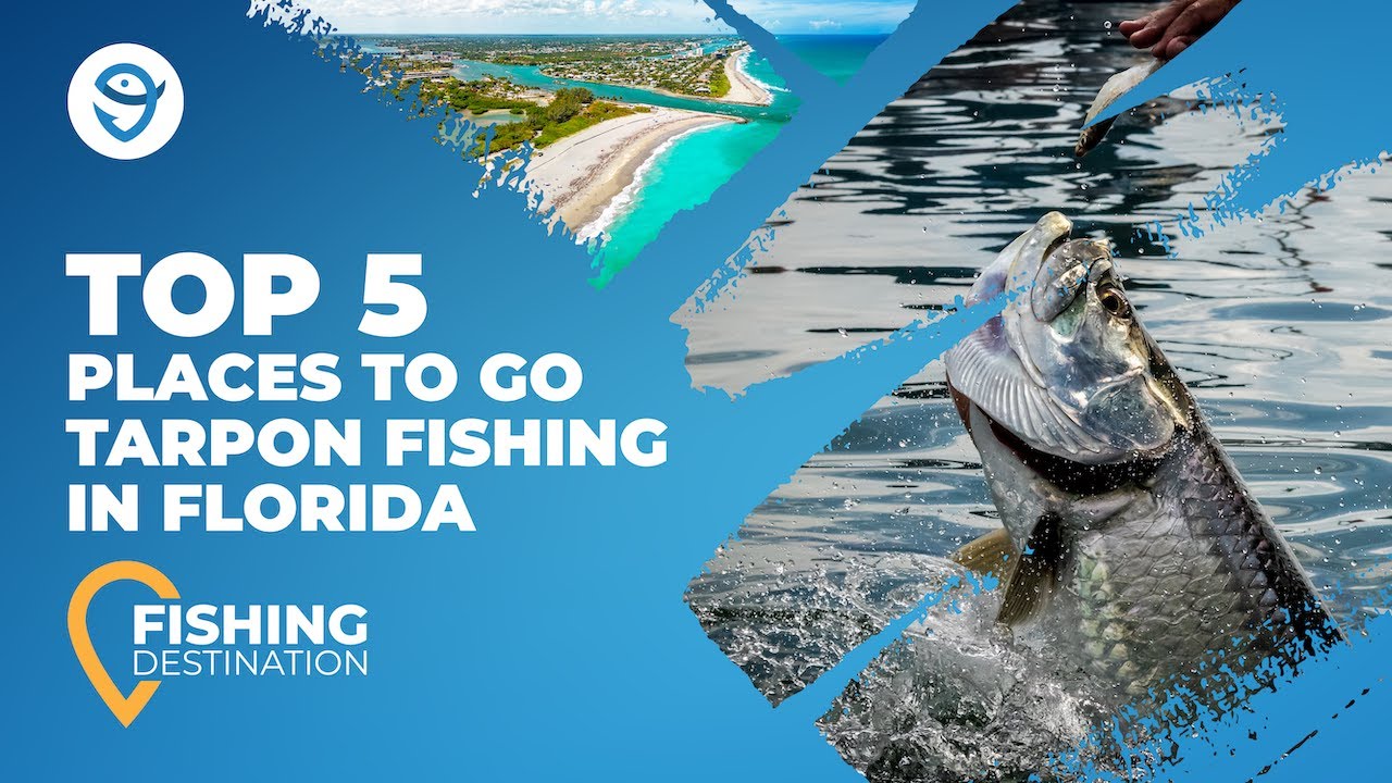 Tarpon Fishing in Florida: An Angler's Guide | FishingBooker