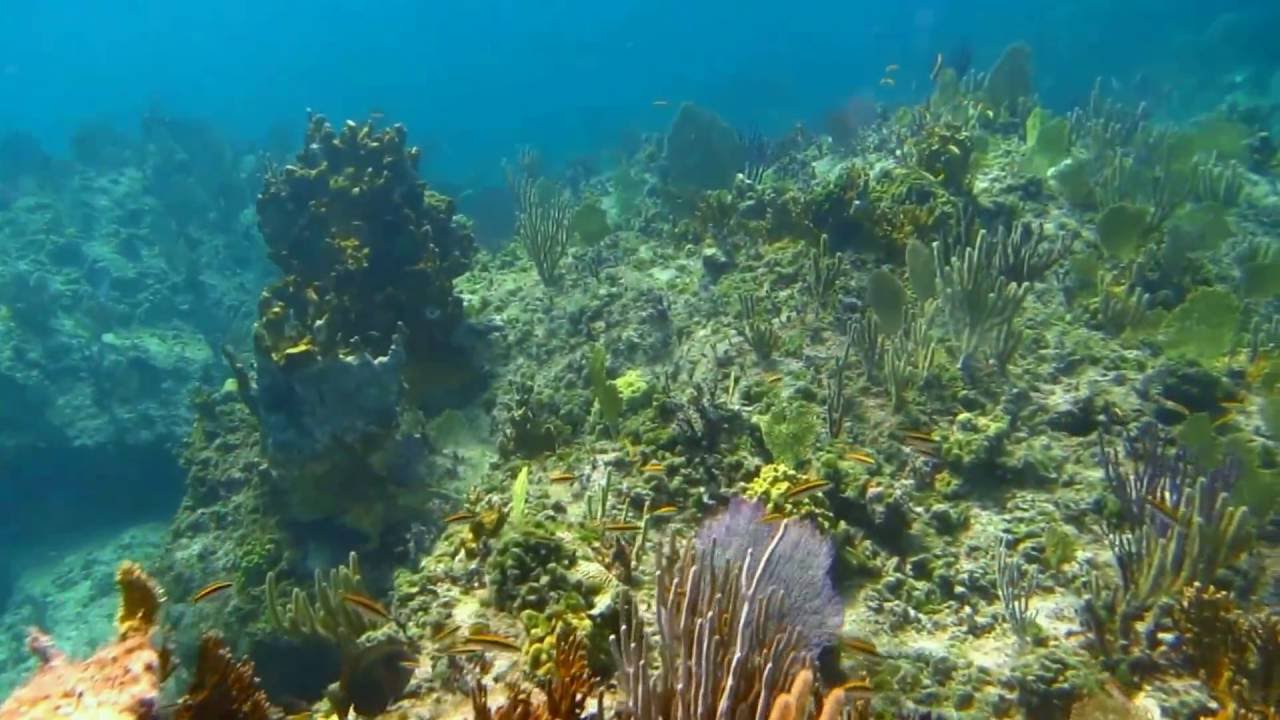 Bight Reef, Grace Bay, Turks and Caicos