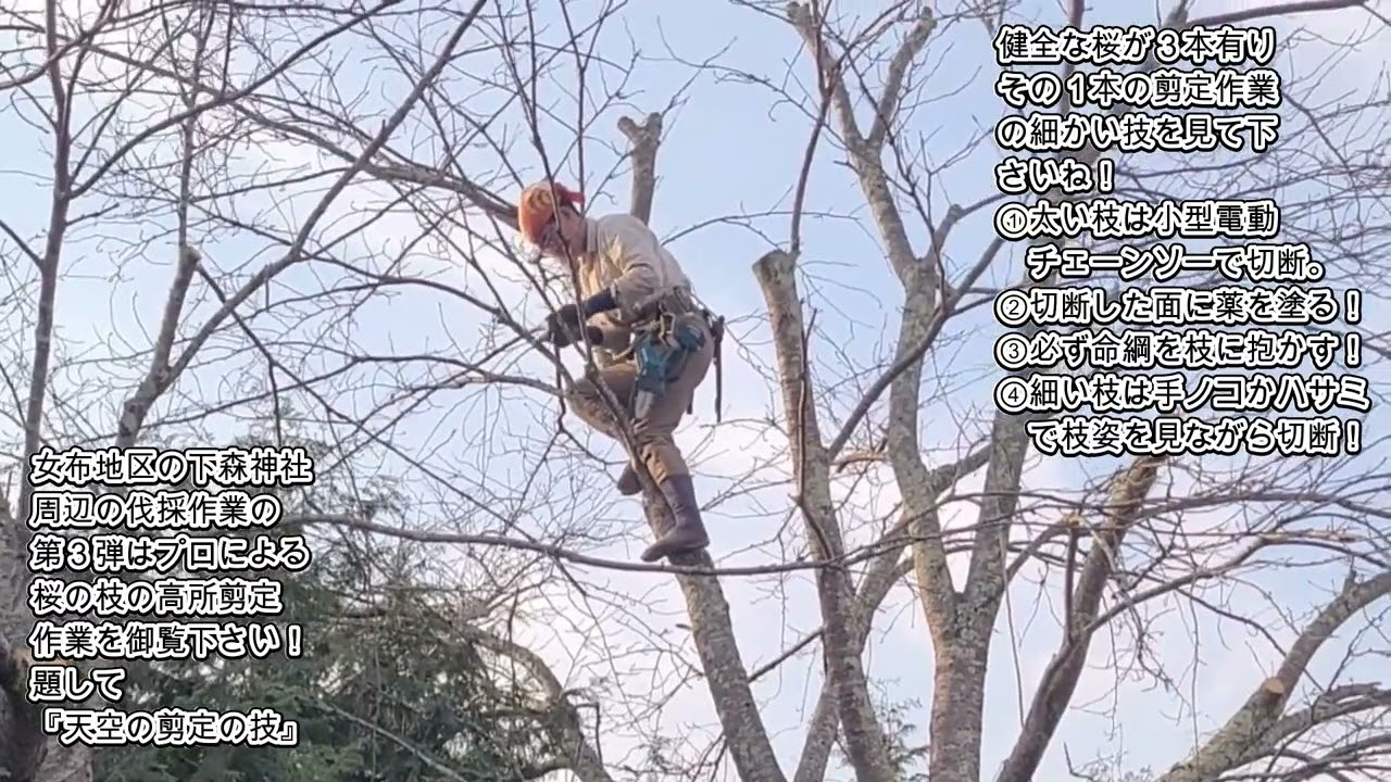 【テニスの骨】ゆるテニス№1569（テーマはプロが見せる桜の木の天空の剪定作業を御覧有れ！）