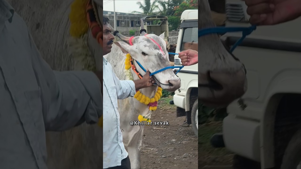 Best sire