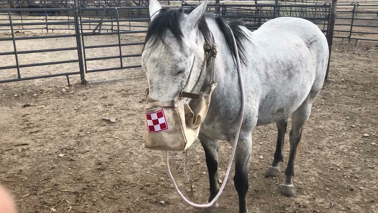 Cavalry style nose bag