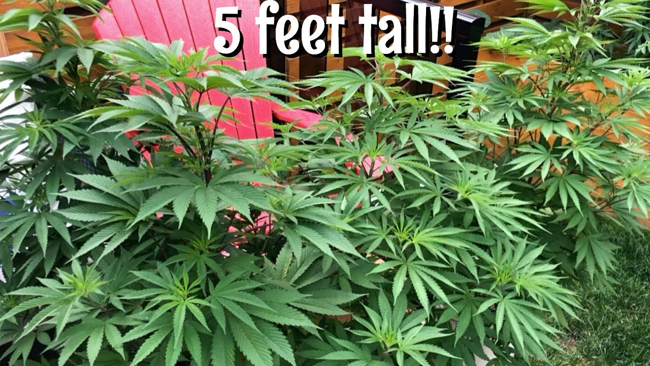 Growing weed outdoor | Backyard grow update