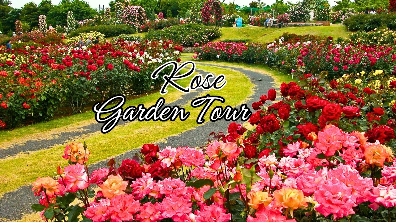 Beautiful Rose Garden in Werribee Park| Relaxing Walk with Calm Music