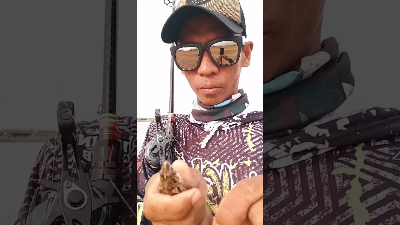 Cara pasang umpan kodok asli untuk casting ikan gabus.