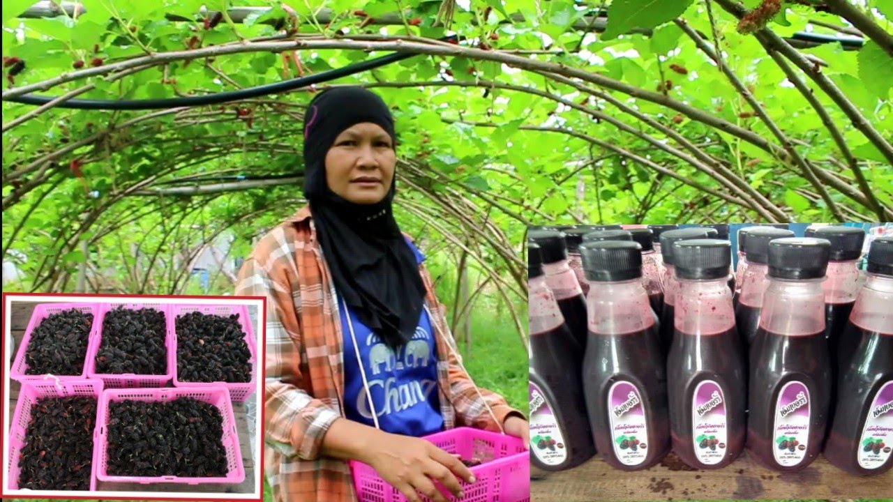 ทำเกษตรอินทรีย์ ปลูกมัลเบอร์รี่ ขายผลสด และแปรรูปทำน้ำมัลเบอร์รี่สกัดเข้มข้น ขายสร้างรายได้