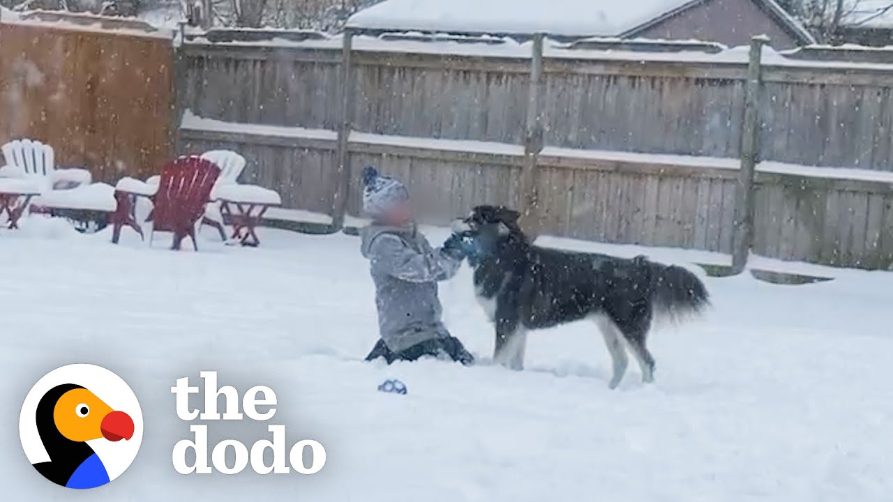 Спасённый хаски впервые увидел снег | The Dodo