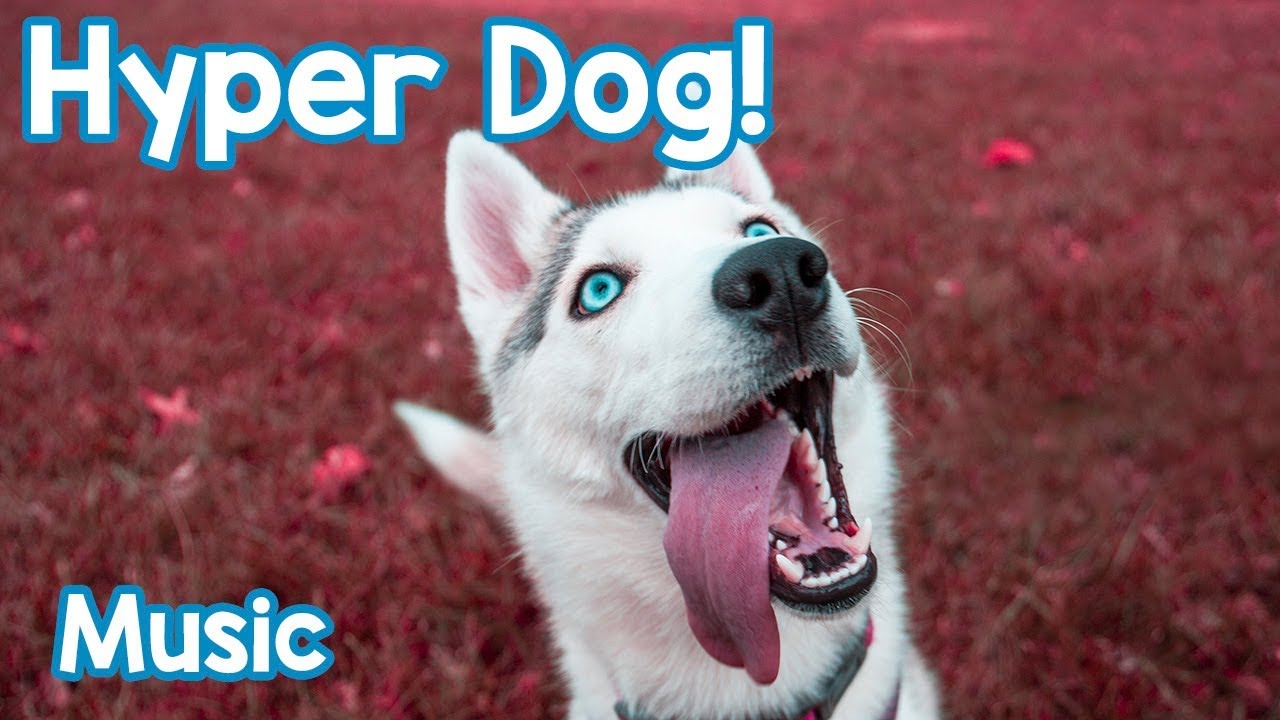 Music for Hyperactive Dogs! Calm Your Dog Down and Stop them Being Hyper with this Soothing Music!