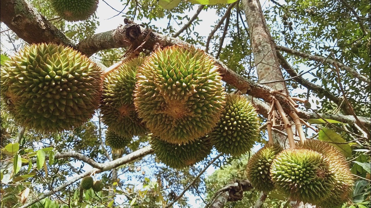 Kebun Durian Lokal Bapak Timin, musim ini panen buahnya banyak bagus-bagus