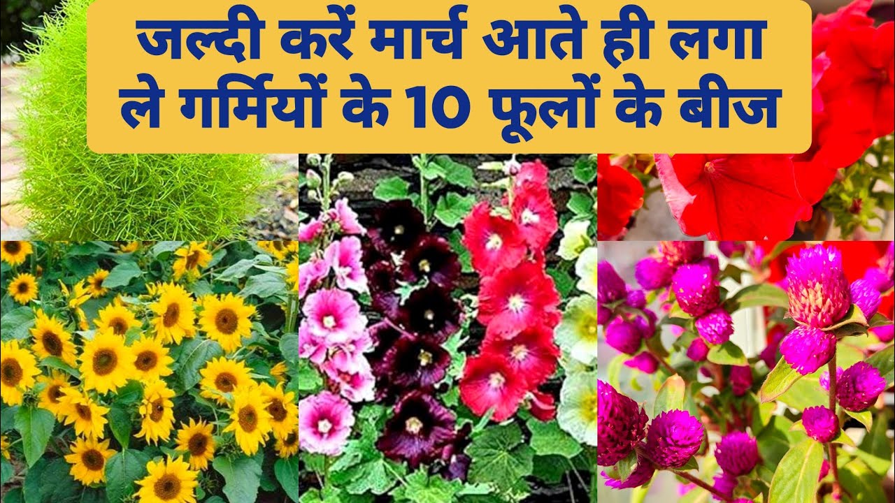 मार्च आते ही गर्मियों के फूलों के बीज लगा ले Grow Summer Flower From Seeds /  Summer Flower seeds 