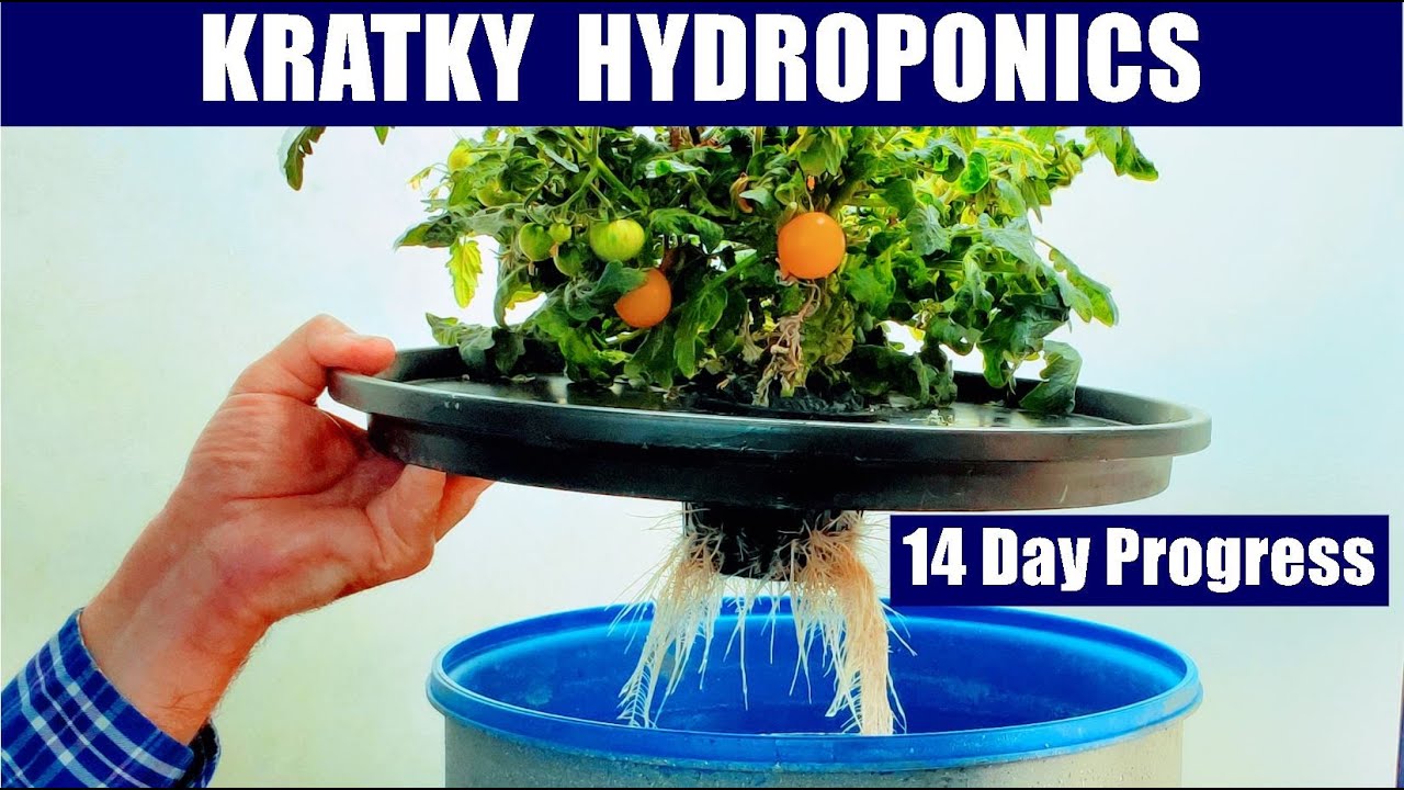 HYDROPONIC FARMING AT HOME   KRATKY TOMATO CLONE SIZE EFFECTS