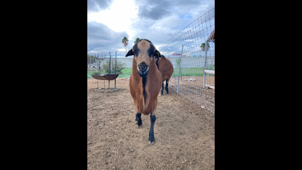 Sementales Black Belly en Venta