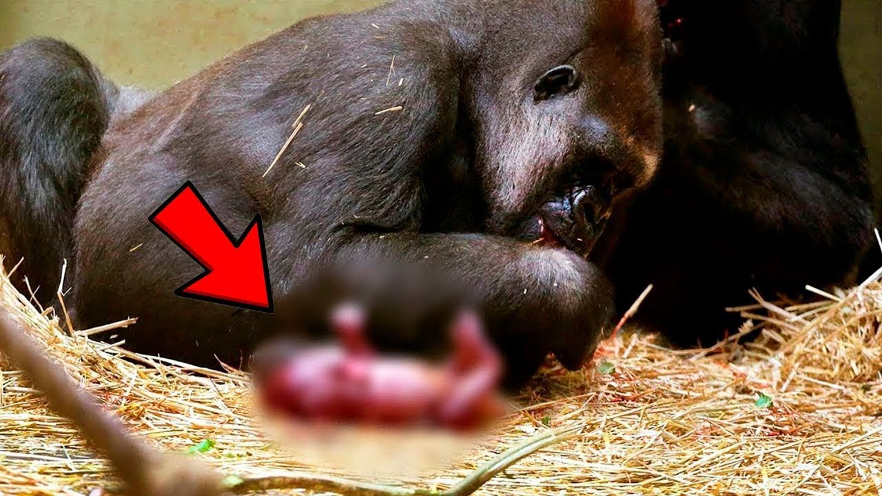 Dziwny poród Gorylicy! Wszyscy byli wstrząśnięci na widok jej Potostwa!