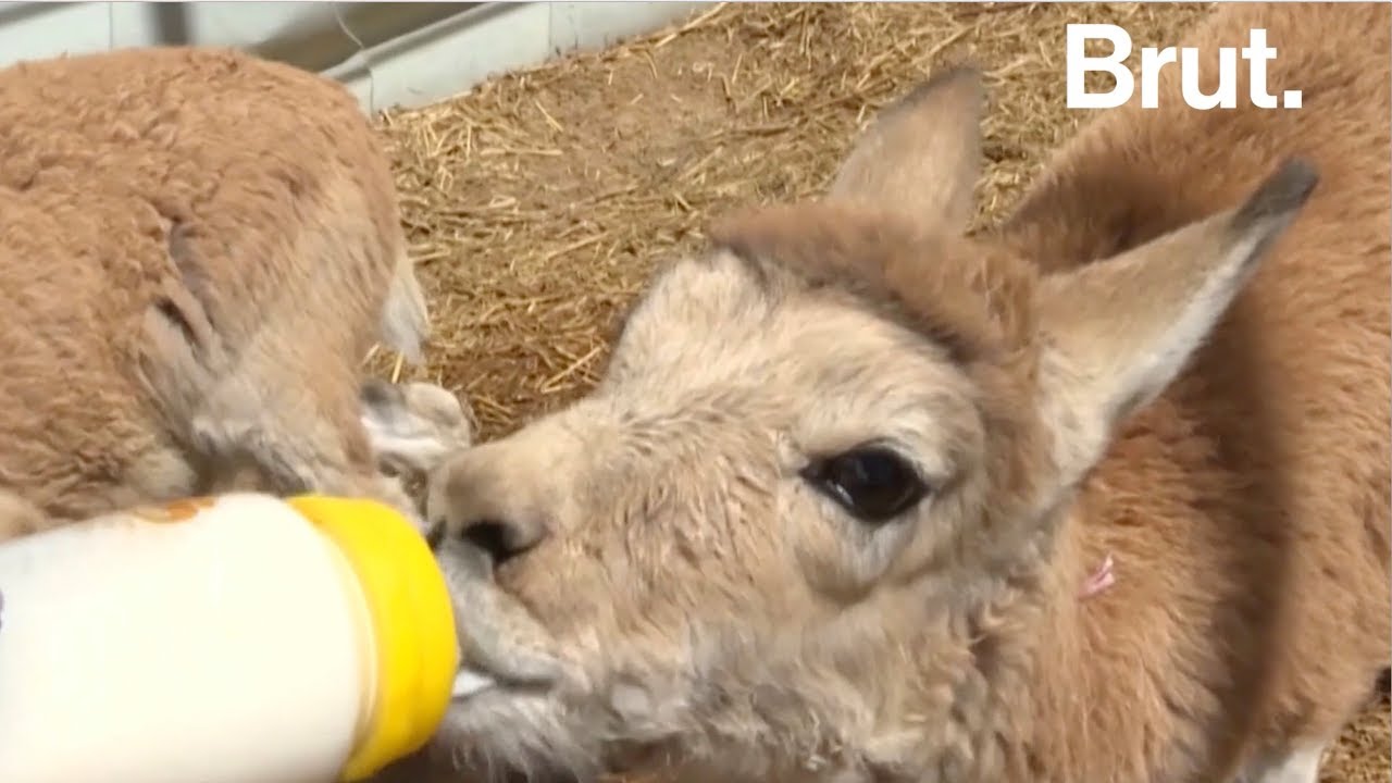 Les antilopes du Tibet en voie de disparition