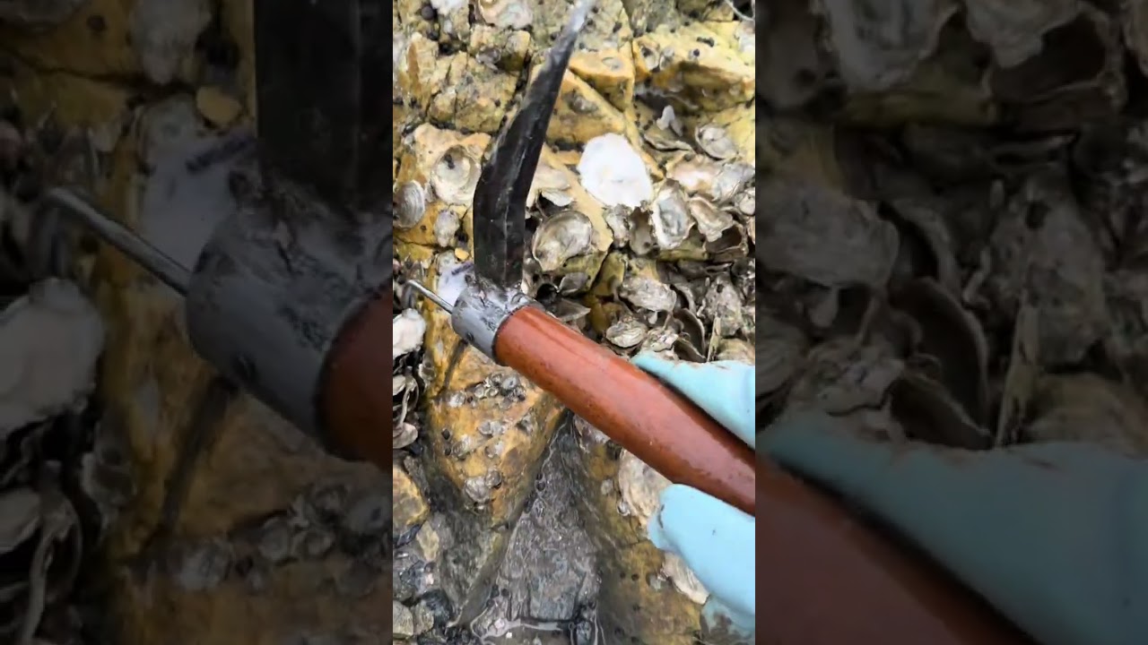 Beachcombing in Dalian#Oyster#Go beachcombing outdoors to catch seafood#Going to the sea