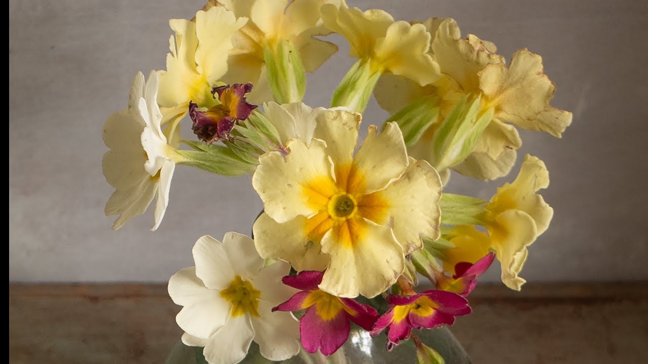 Painting Spring Flowers - Primroses