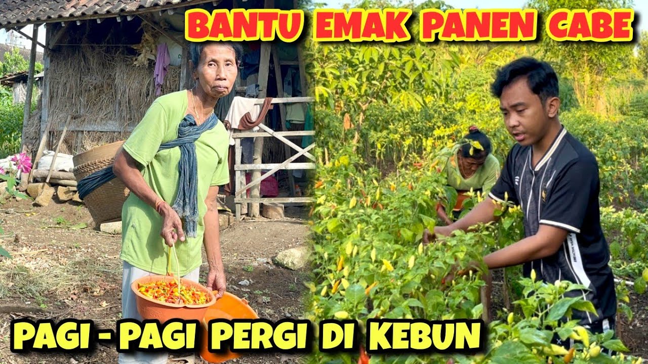 Emak Darti berangkat ke kebun pagi hari ‼️ Panen cabe ditemani Aldivo