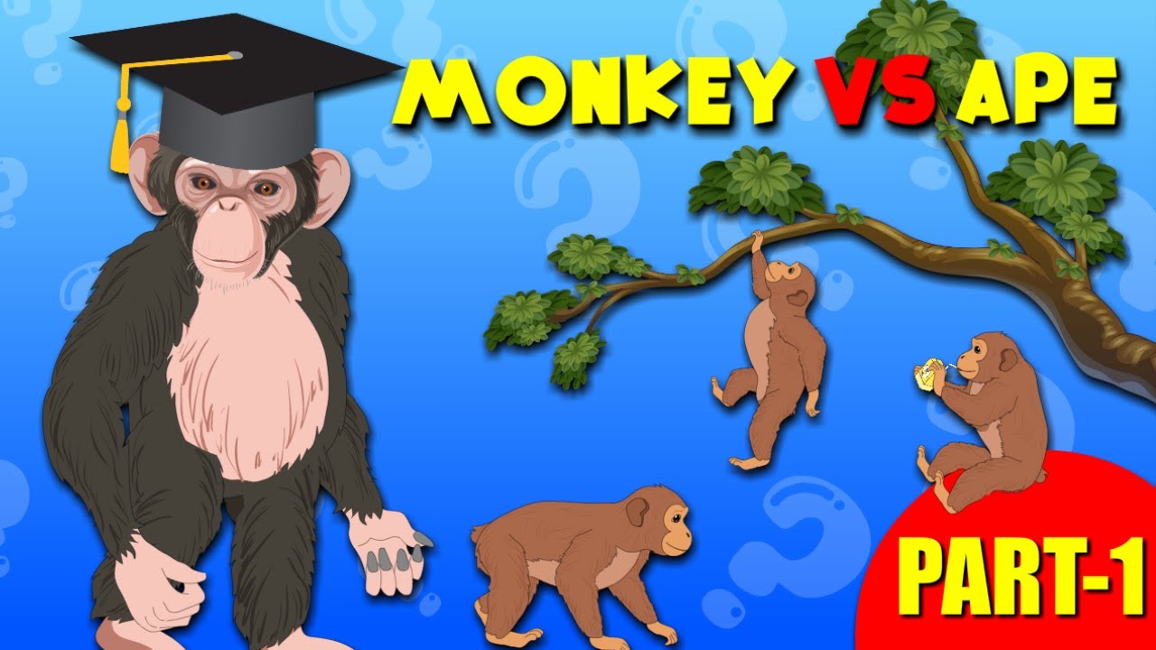 What is the Difference Between Apes and Monkeys? | Educational Videos for Kids