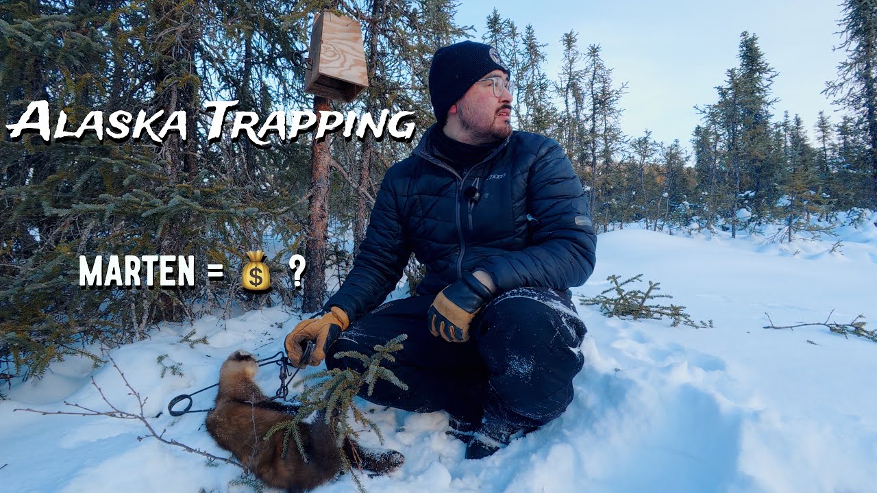 Trapping Marten/Sable. The New Luxury Fur  