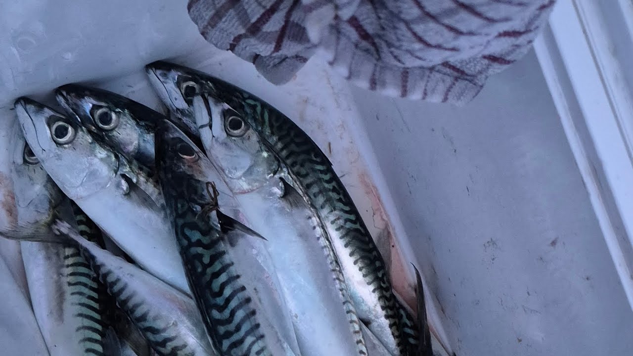 Fishing for monsters / shark 🦈  fishing / uk sea fishing / real fishing 🎣