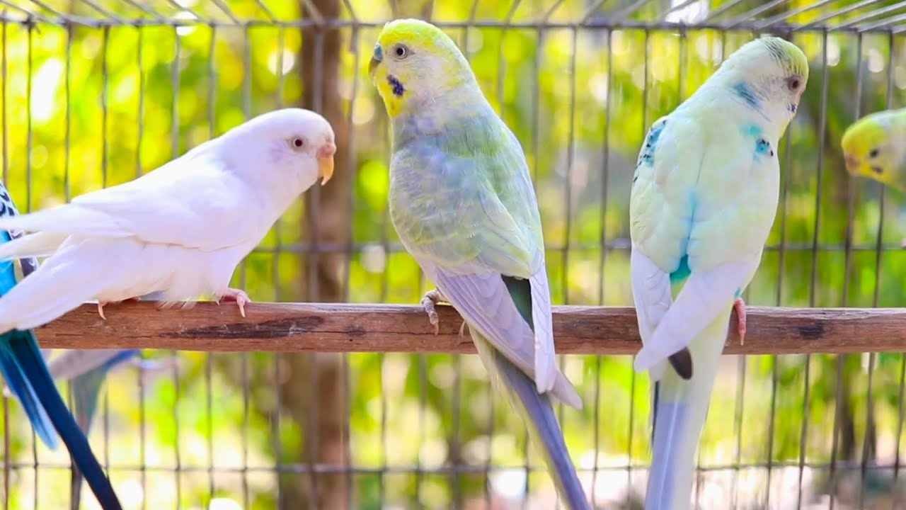 Budgie Sound Will Make You Happy Male Budgie call Sound